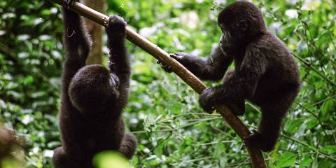 3-Day Chimpanzee Tracking Adventure in Kibale Forest