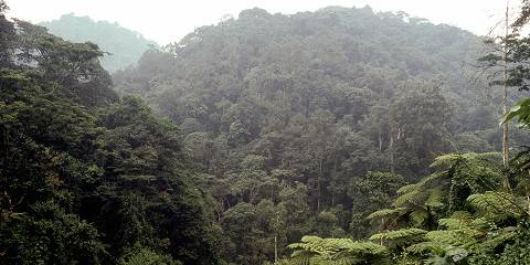 Uganda Gorilla Budget Safari