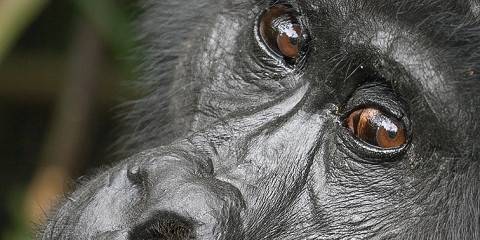 8-Day Uganda Primates and Game Viewing