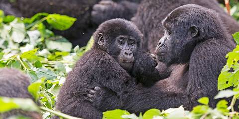 7-Day Wildlife Big 5 Gorillas and Chimpanzees Safari