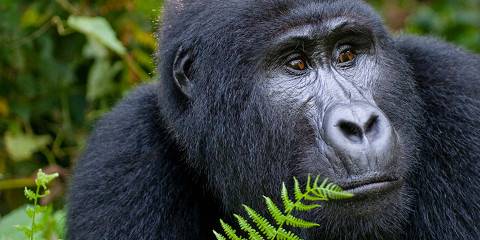 4-Day Uganda Express Gorilla and Chimpanzee Safari