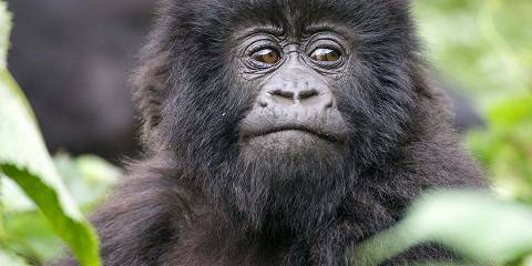 5-Day All Inclusive Ugandan Gorilla Trekking Safari