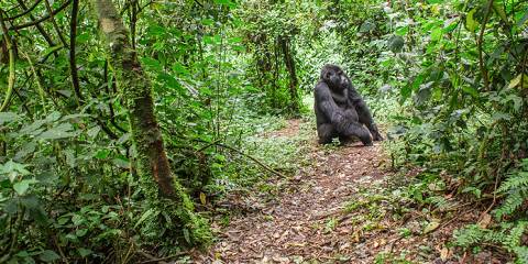 3-Day Uganda Fly-in Gorilla Trekking Safari