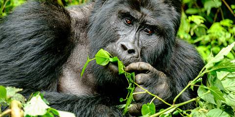 7-Day Uganda Affordable Safari with Gorilla and Chimps