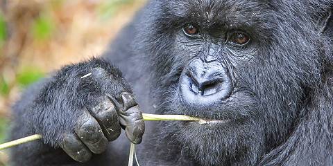 4-Day Luxury Uganda Gorilla Safari