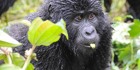 3-Day Gorilla Trekking Safari in Uganda (Mid-Range)