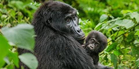 3-Day Bwindi Impenetrable NP & Lake Bunyonyi Budget Tour
