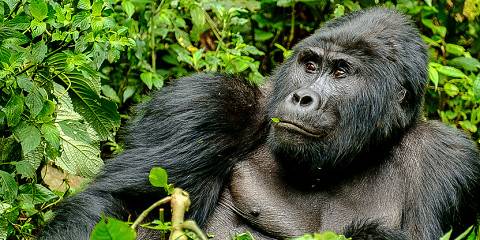7-Day Wildlife and Primate Safari