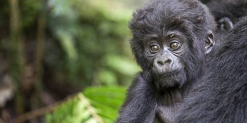 7-Day Uganda Gorilla, Chimp Tracking and Wildlife