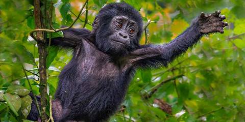 5-Day Gorillas & Chimpanzee Safari