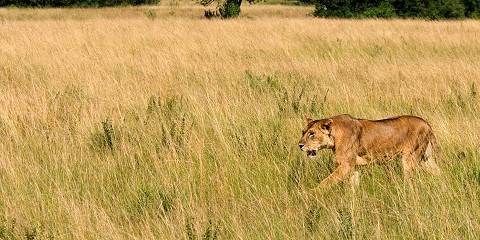 Bwindi, Lake Bunyonyi, & Queen Elizabeth Tour