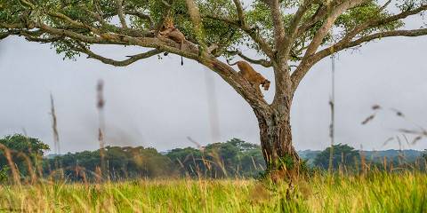 5-Day Ultimate Adventure- Gorillas & Wildlife Primates
