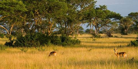 3-Day Queen Elizabeth National Park Exploration