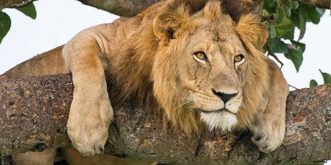 5-Day Gorillas, Chimps and Tree-Climbing Lions