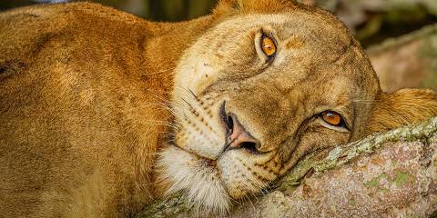 5-Day Lake Mburo and Queen Elizabeth Wildlife Safari