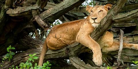 5-Day Gorilla Trekking and Wildlife Safari Uganda Rwanda