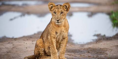 6-Day Search for Primates &Predators in Uganda Adventure