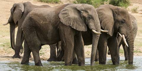 Luxury Safari at Queen Elizabeth National Park