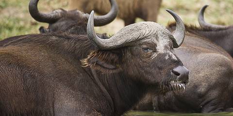 12-Day Uganda Gorilla, Chimpanzee & Wildlife Safari