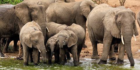 3-Day Big Game Drives and Boat Cruise in Murchison Falls