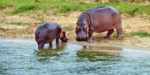 Uganda Wildlife Luxury Safari