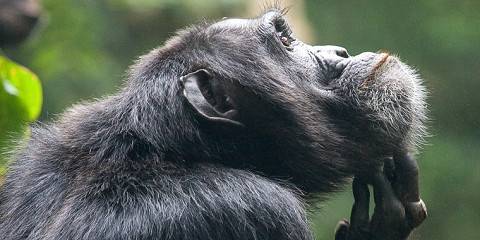 6-Day Uganda Best Budget Tour with Gorillas and Chimps