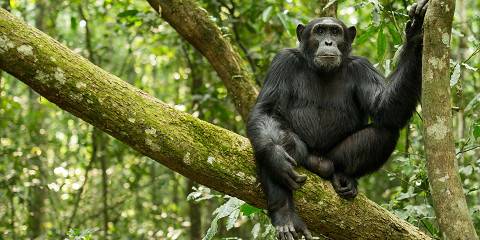 10-Day Uganda Big 5, Chimpanzee and Gorilla Budget Safari