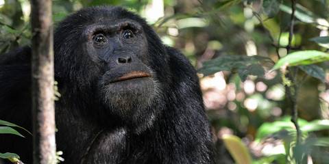 7-Day Uganda Mid Range Safari Tour
