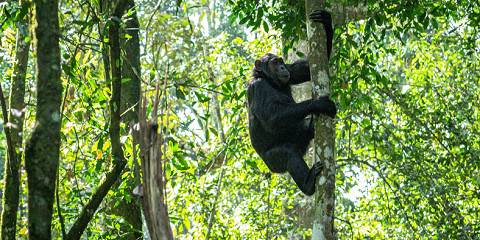 Kibale National Park - Chimpanzee Tracking