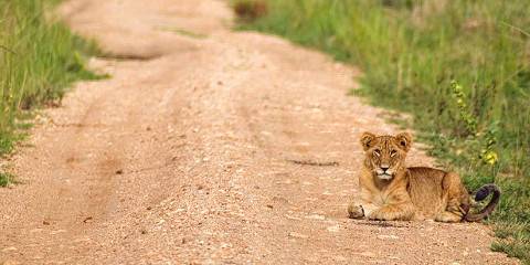 7-Day Big Five Family Safari