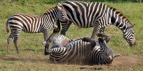 5-Day Gorillas Chimpanzees and Wildlife Safari in Uganda