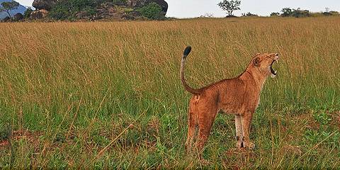 5-Day Perfect Budongo & Big 5 Wildlife Safari to Kidepo
