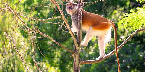 4-Day Luxury Gorilla and Golden Monkey Trek Mgahinga
