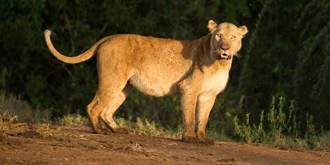 5-Day Murchison Falls and Kidepo Valley Safari Adventure