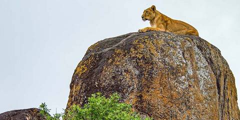 11-Day Explore Uganda Safari Adventure and Culture Tour