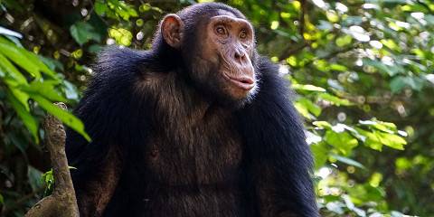 4-Day Murchison Falls NP & Budongo Forest - Chimpazee
