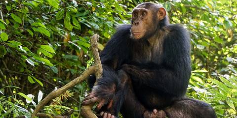 5-Day Best Uganda Gorillas and Wildlife