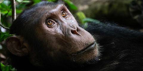 Primate Trails, Gorilla and Chimpanzee Search Trip
