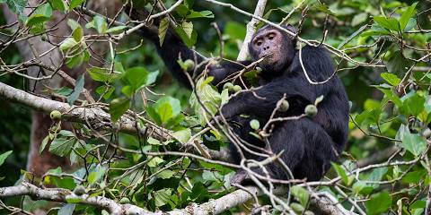 Gorillas, Murchison Falls & Kibale Chimp Trek