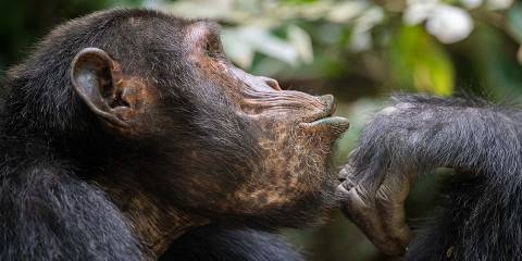Primate Photography Safari