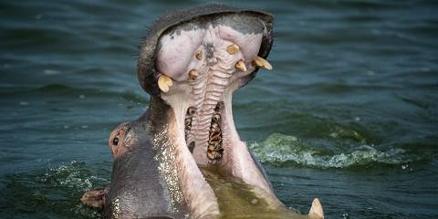 10-Day Fishing & Primate Safari