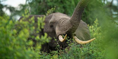 7-Day Uganda Gorilla & Chimp Wildlife Adventure Safari