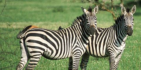 13-Day Gorillas, Wildlife, Big Five, Chimps and Rafting