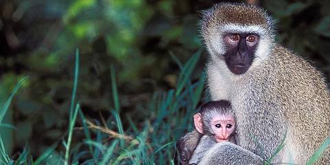 7-Day Primates and Wildlife Safari