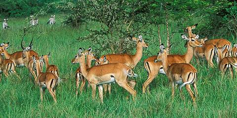 Lake Mburo National Park Wildlife Safari