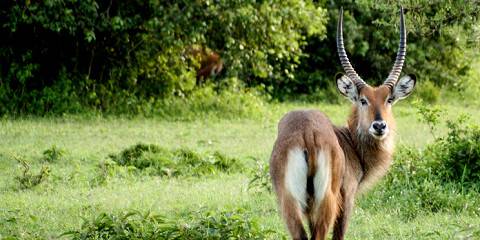 3-Day Murchison Falls Midrange Tour