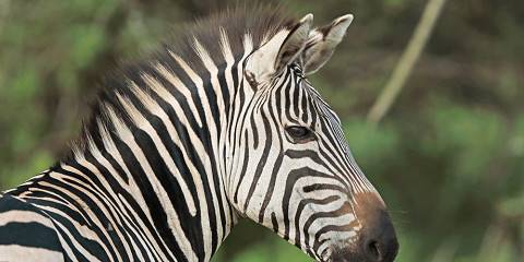 Lake Mburo Savannah Park Wildlife Safari