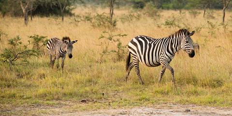 Lake Mburo Uganda Wildlife Safari Tour