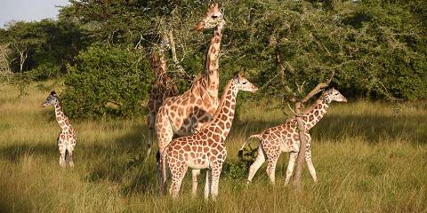 3-Day Family Wildlife Tour in Uganda's Lake Mburo NP