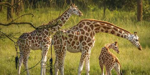 13-Day Uganda Tour